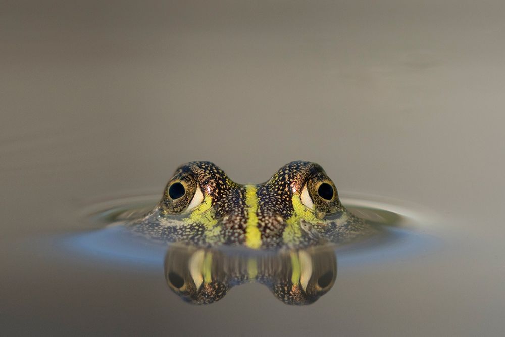 Africa-Botswana-Nxai Pan National Park-Young African Bullfrog lies nearly submerged in shallow pool art print by Paul Souders for $57.95 CAD